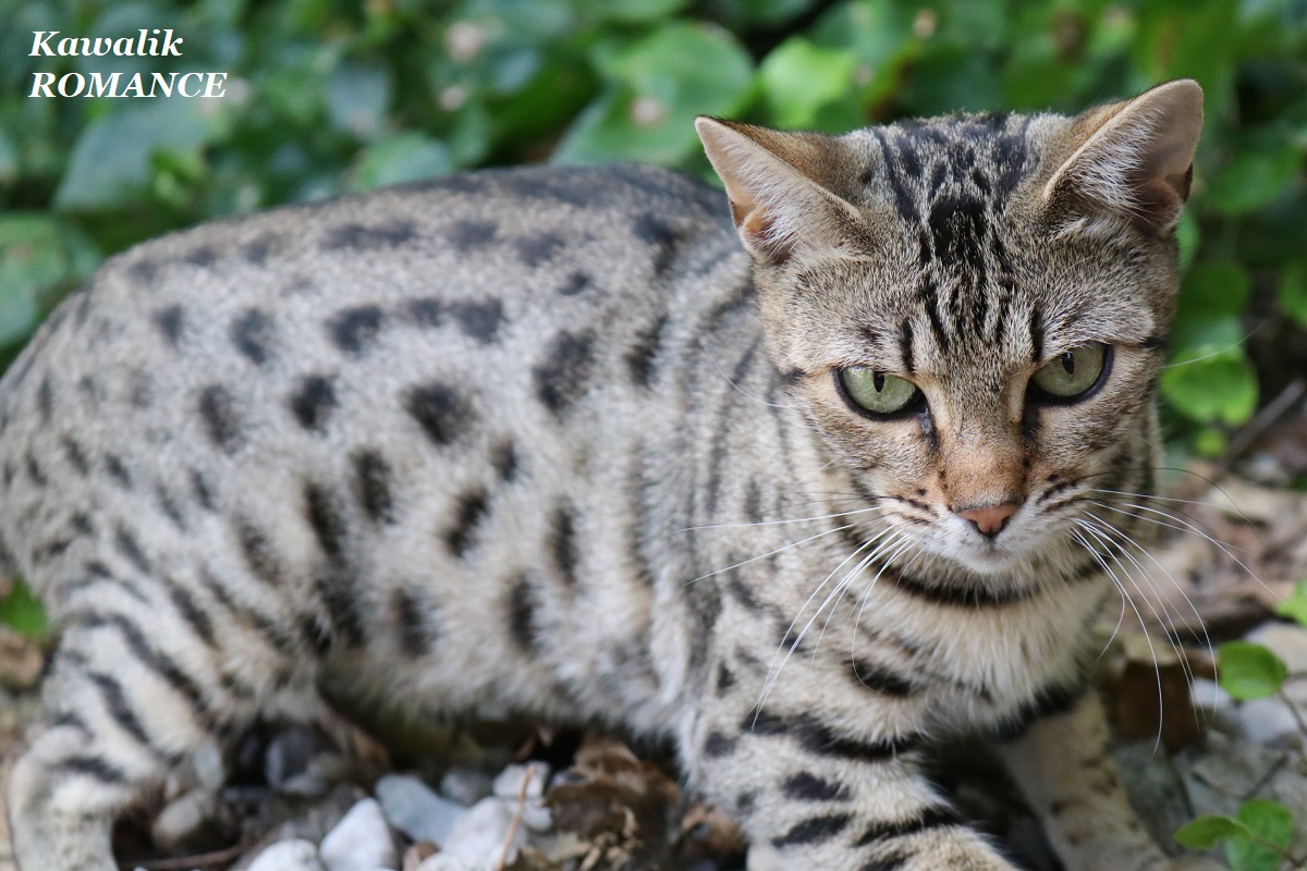 femelle brown spotted